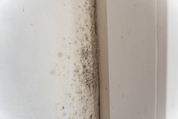 Mold Odor Removal Services in Aspinwall, PA